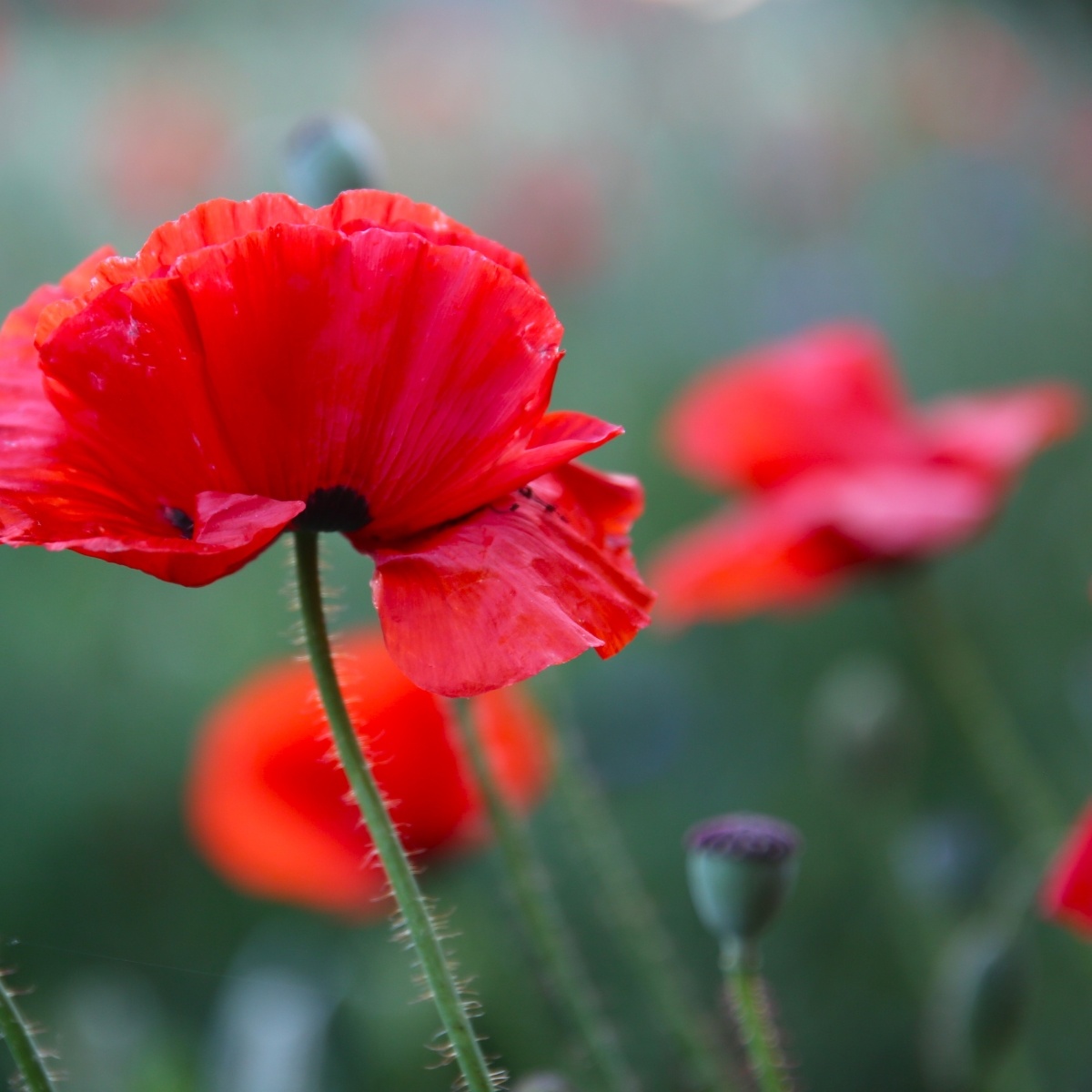 Från valmor kollektion-ett förslag för orngott