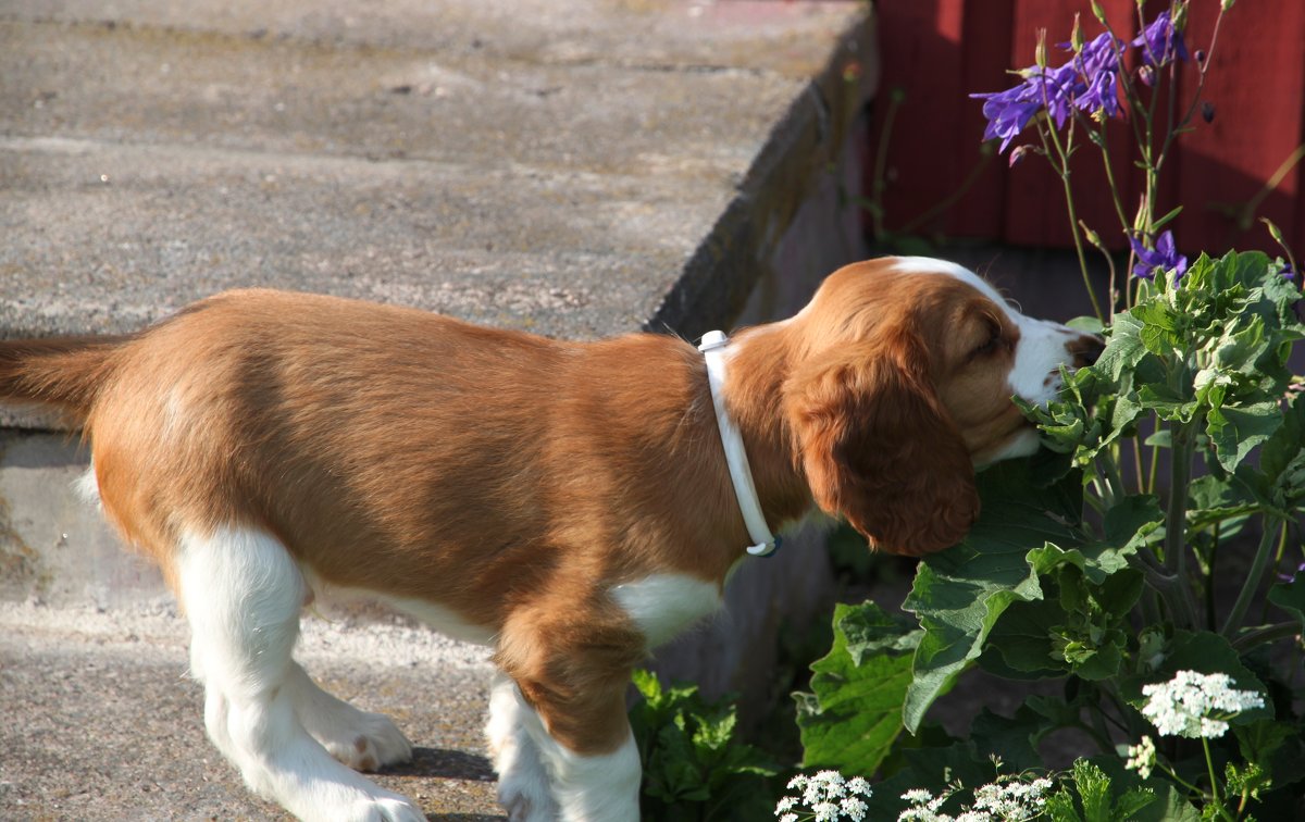 Vovve luktar bloomar